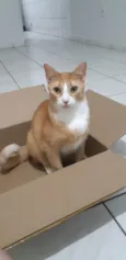 Nacho