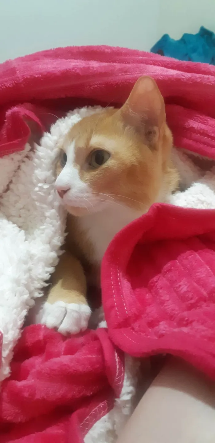 Gato ra a SRD-ViraLata idade 5 anos nome Nacho
