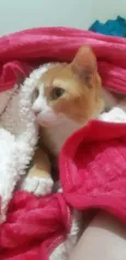 Nacho
