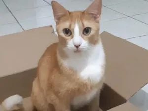 Gato raça SRD-ViraLata idade 5 anos nome Nacho