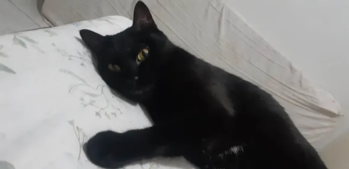 Gato ra a SRD-ViraLata idade 5 anos nome Duque