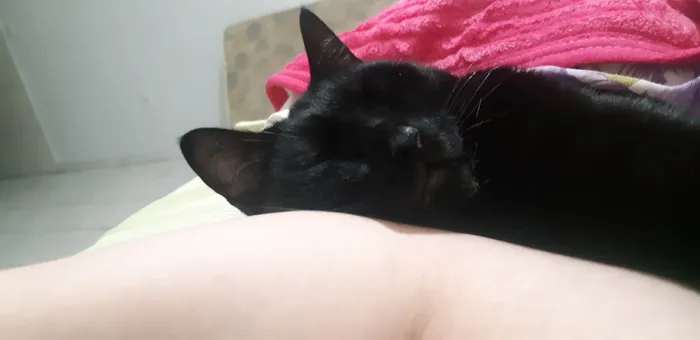 Gato ra a SRD-ViraLata idade 5 anos nome Duque