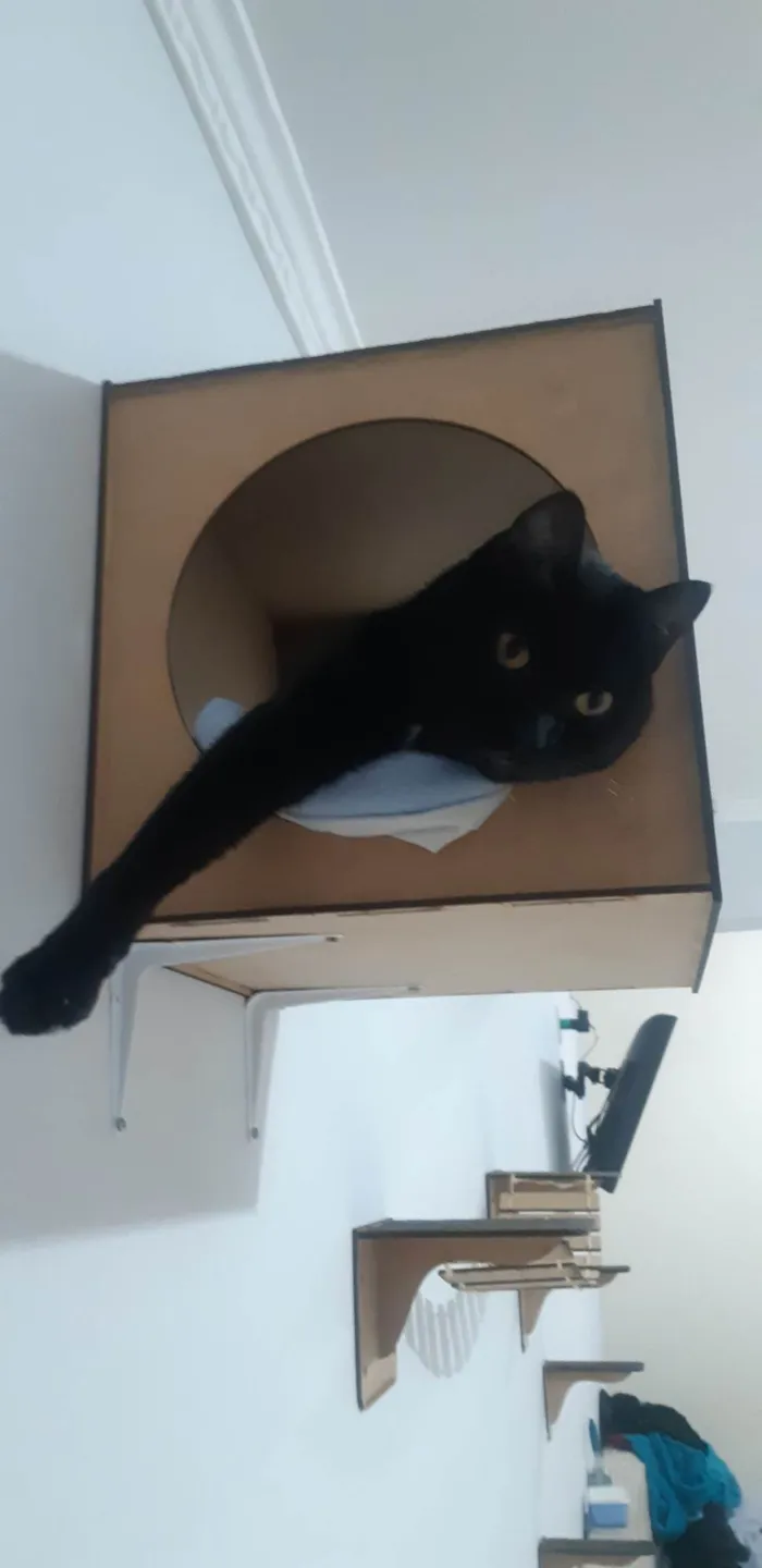Gato ra a SRD-ViraLata idade 5 anos nome Duque