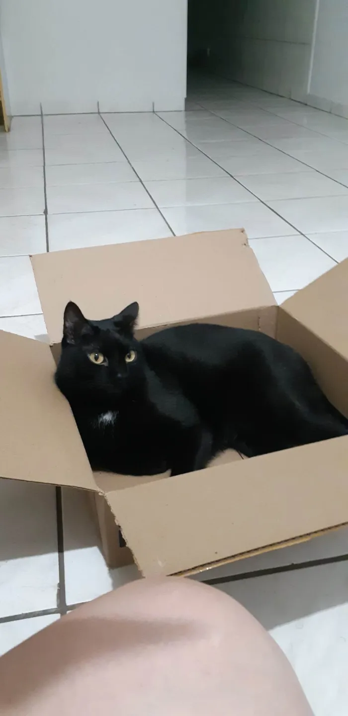 Gato ra a SRD-ViraLata idade 5 anos nome Duque