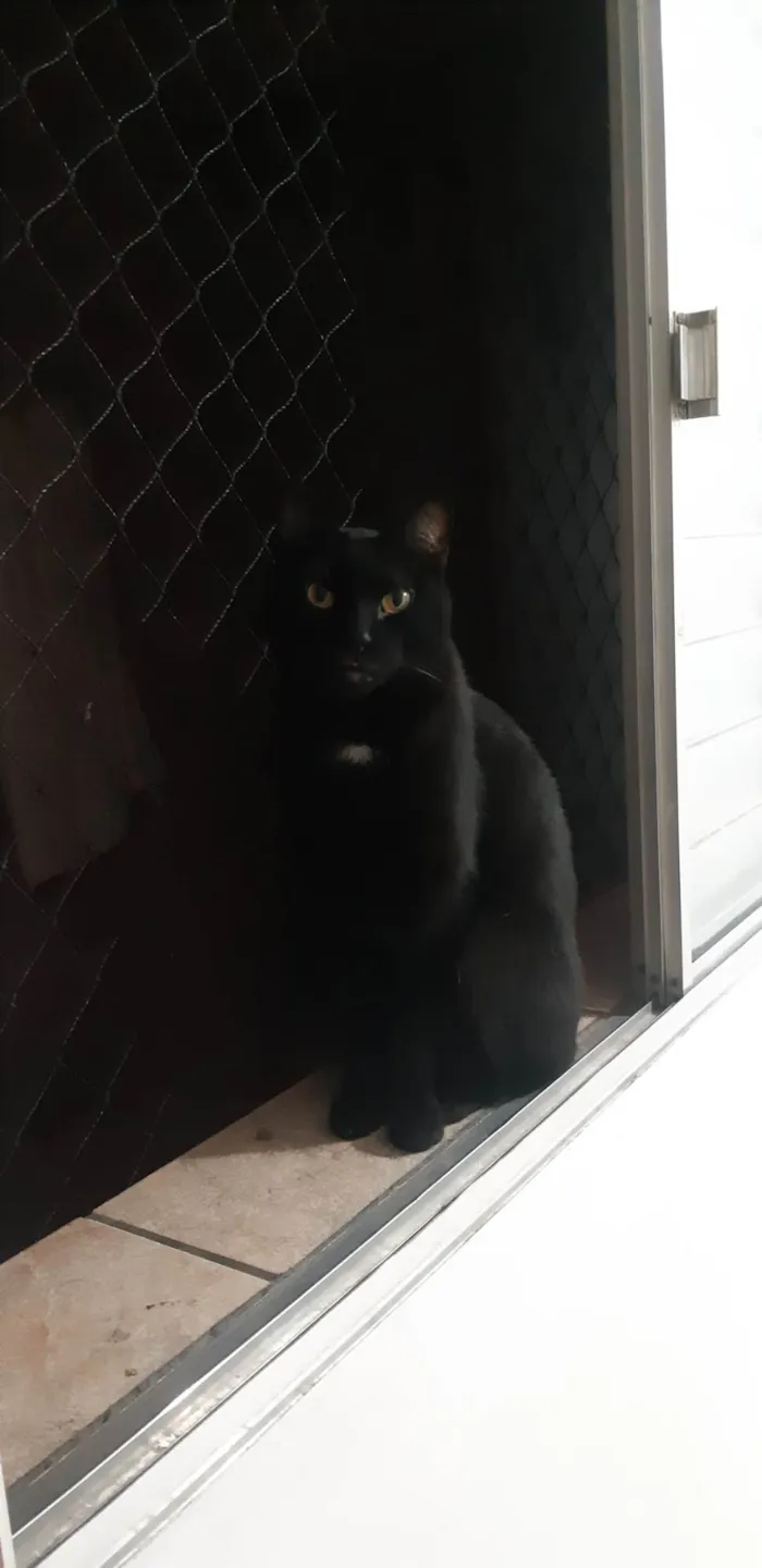 Gato ra a SRD-ViraLata idade 5 anos nome Duque
