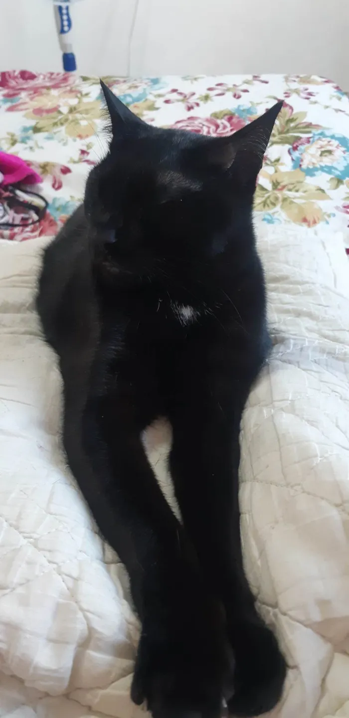 Gato ra a SRD-ViraLata idade 5 anos nome Duque