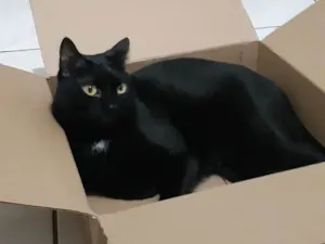 Gato raça SRD-ViraLata idade 5 anos nome Duque