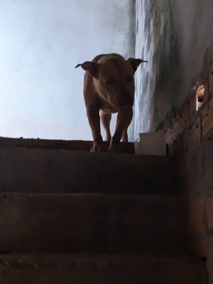 Cachorro ra a Pit-Bull idade 2 anos nome Eros