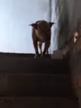 Eros