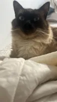 Tom
