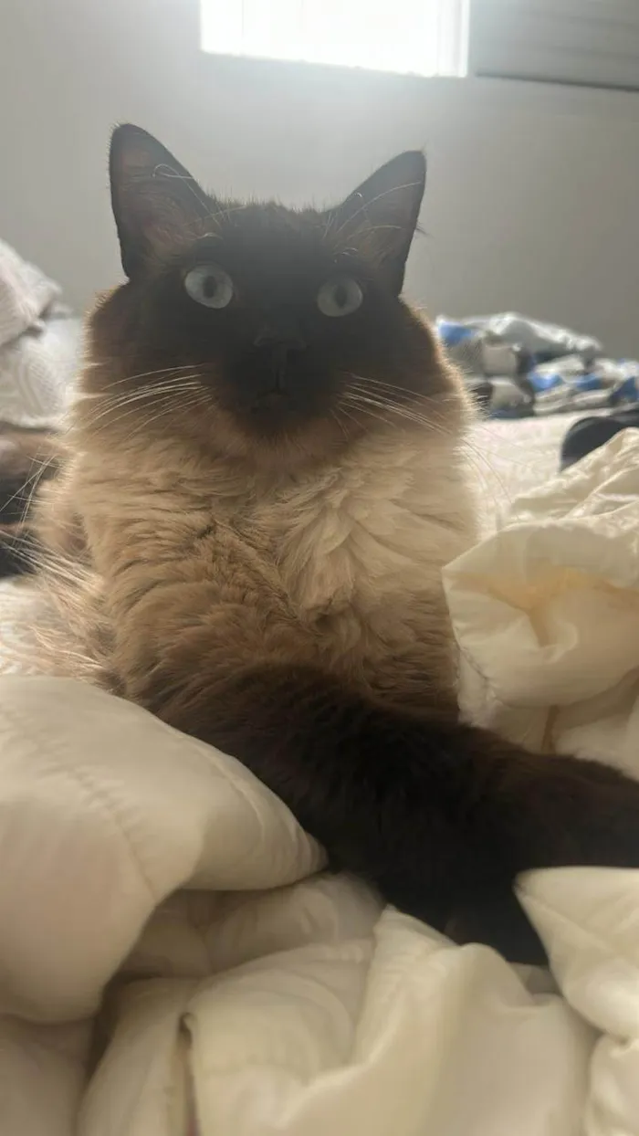 Gato ra a SRD-ViraLata idade 1 ano nome Tom