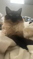 Tom
