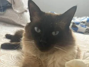 Gato raça SRD-ViraLata idade 1 ano nome Tom