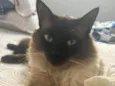 Tom