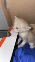 TRÊS GATINHOS ENCONTRADOS ABANDONADOS EM PIEDADE