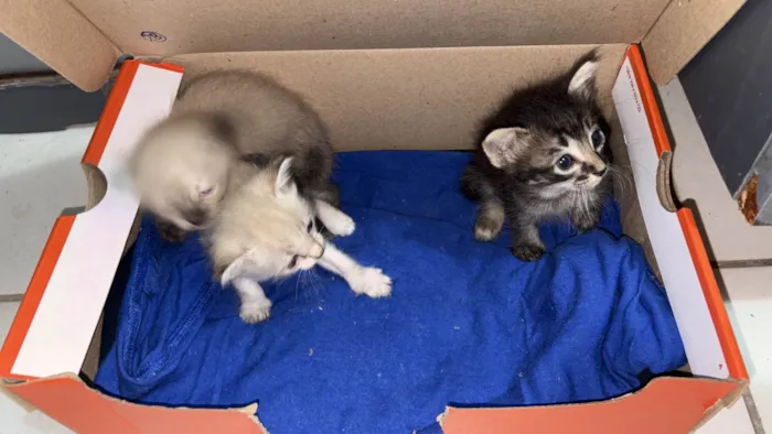 Gato ra a Siamês idade Abaixo de 2 meses nome TRÊS GATINHOS ENCONTRADOS ABANDONADOS EM PIEDADE 