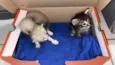 TRÊS GATINHOS ENCONTRADOS ABANDONADOS EM PIEDADE