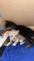 TRÊS GATINHOS ENCONTRADOS ABANDONADOS EM PIEDADE