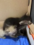 TRÊS GATINHOS ENCONTRADOS ABANDONADOS EM PIEDADE
