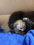 TRÊS GATINHOS ENCONTRADOS ABANDONADOS EM PIEDADE