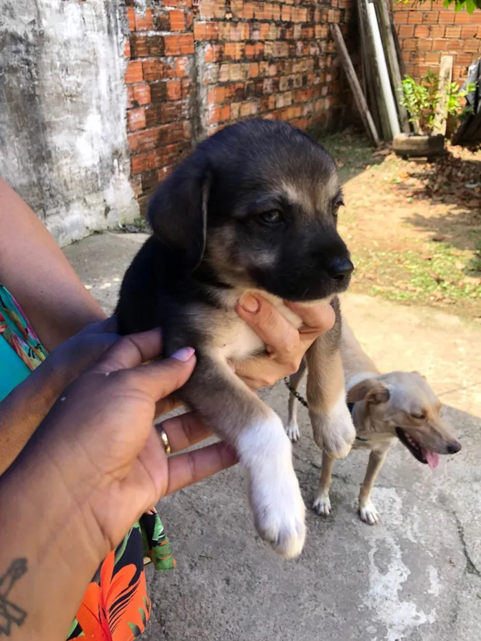 Cachorro ra a Pastor Alemão idade 2 a 6 meses nome Sem nomes 