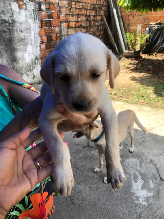 Cachorro ra a Pastor Alemão idade 2 a 6 meses nome Sem nomes 