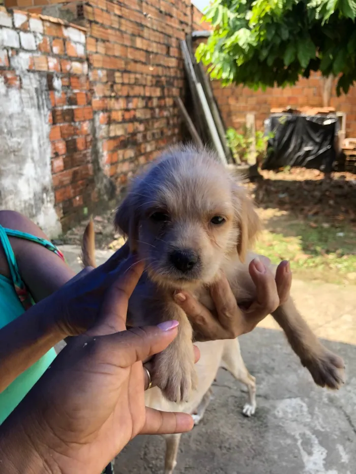 Cachorro ra a Pastor Alemão idade 2 a 6 meses nome Sem nomes 