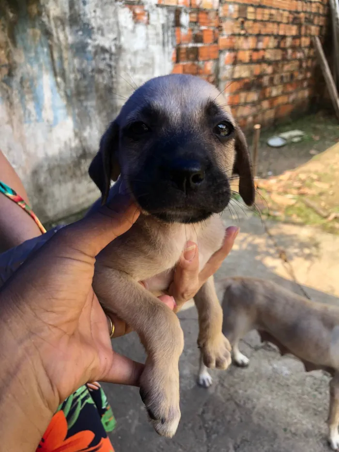 Cachorro ra a Pastor Alemão idade 2 a 6 meses nome Sem nomes 