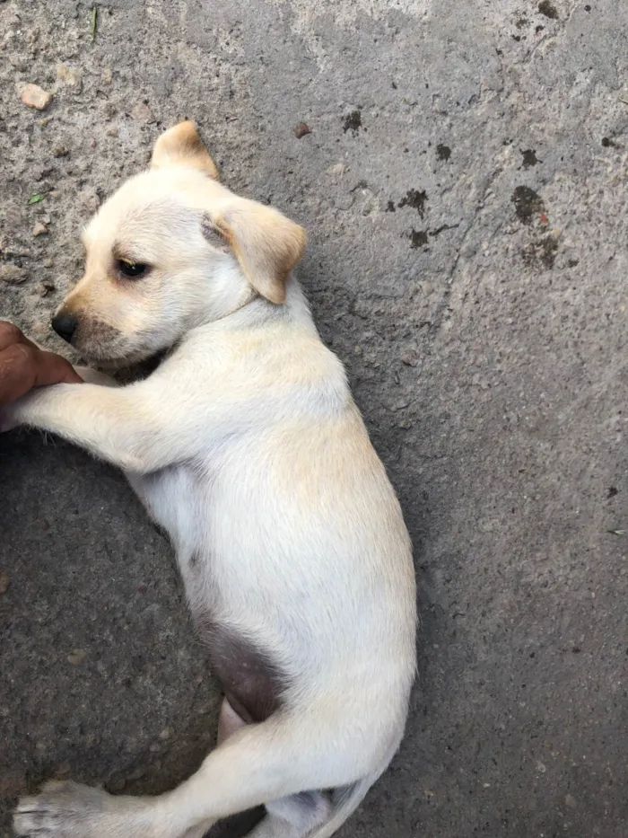 Cachorro ra a Pastor Alemão idade 2 a 6 meses nome Sem nomes 