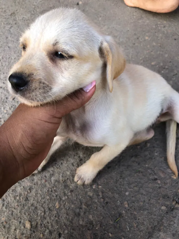 Cachorro ra a Pastor Alemão idade 2 a 6 meses nome Sem nomes 