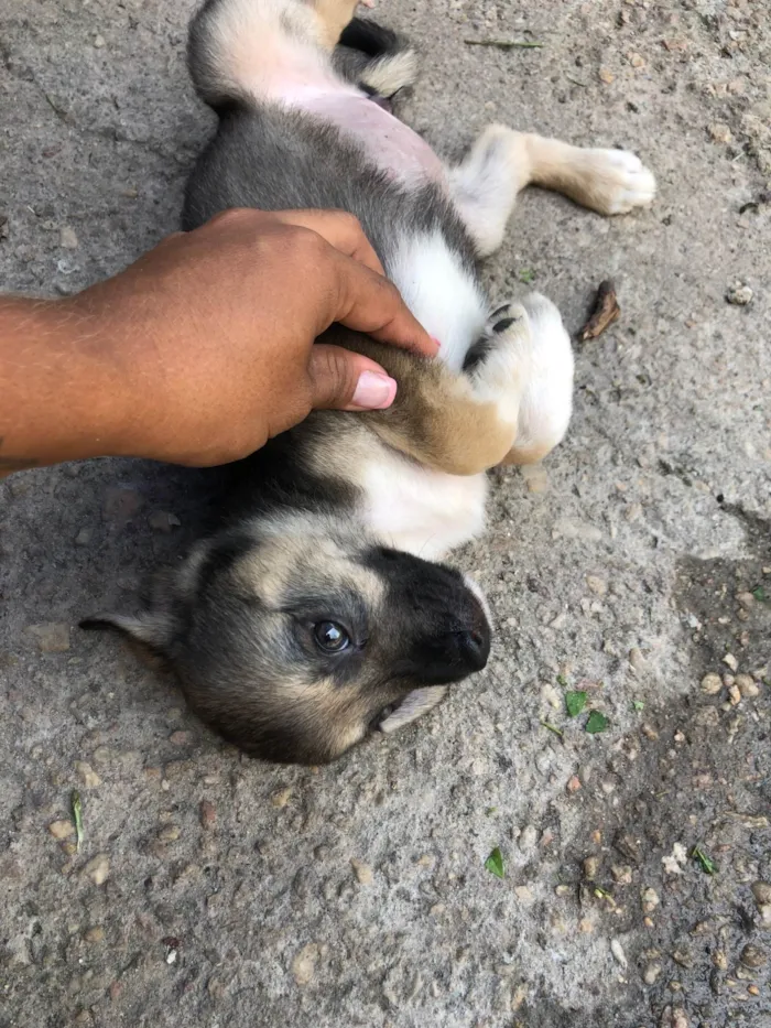 Cachorro ra a Pastor Alemão idade 2 a 6 meses nome Sem nomes 