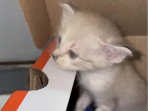 Gato raça Siamês idade Abaixo de 2 meses nome TRÊS GATINHOS ENCONTRADOS ABANDONADOS EM PIEDADE 
