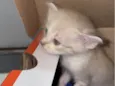 TRÊS GATINHOS ENCONTRADOS ABANDONADOS EM PIEDADE