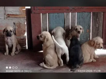 Cachorro raça Pastor Alemão idade 2 a 6 meses nome Sem nomes 