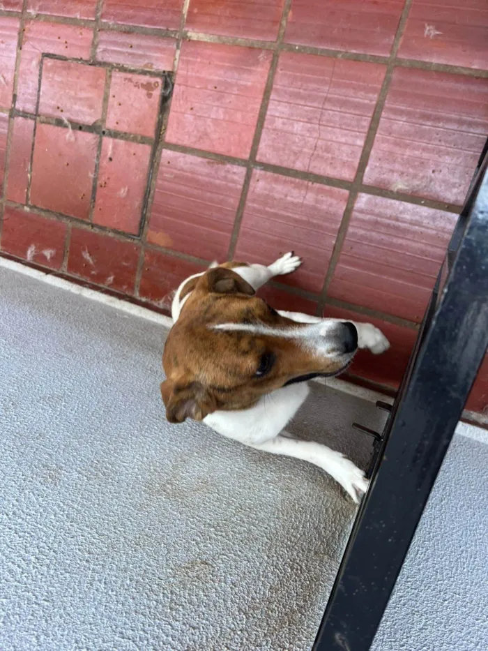 Cachorro ra a SRD-ViraLata idade 7 a 11 meses nome Lola