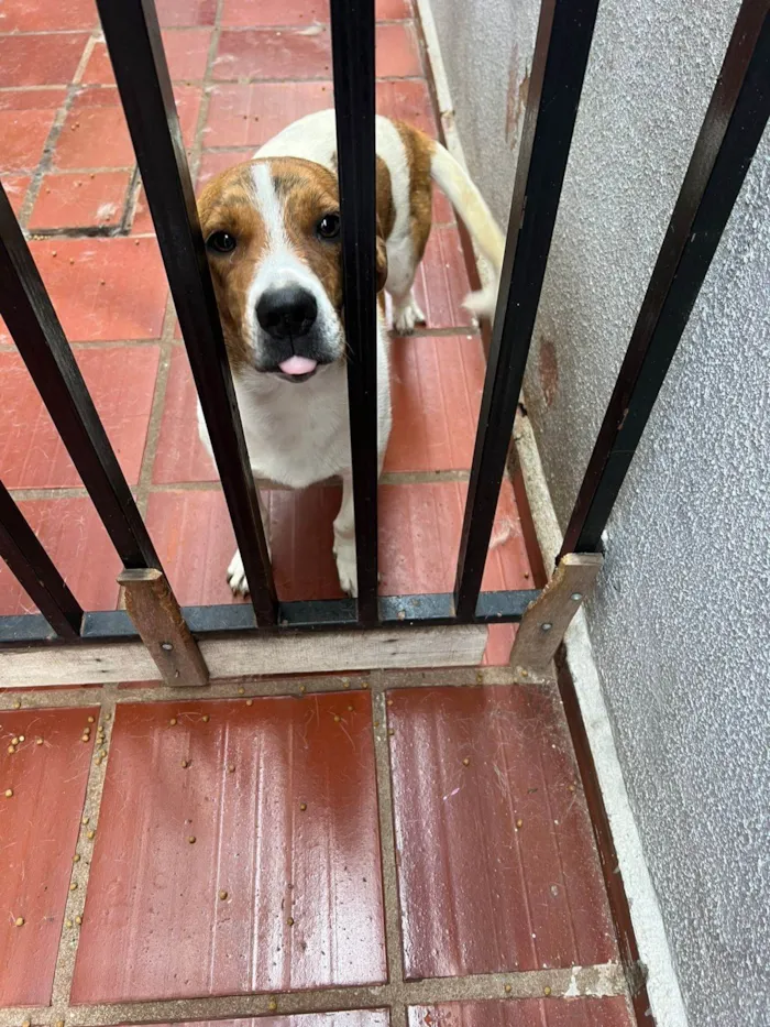 Cachorro ra a SRD-ViraLata idade 7 a 11 meses nome Lola
