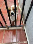 Lola