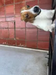 Lola