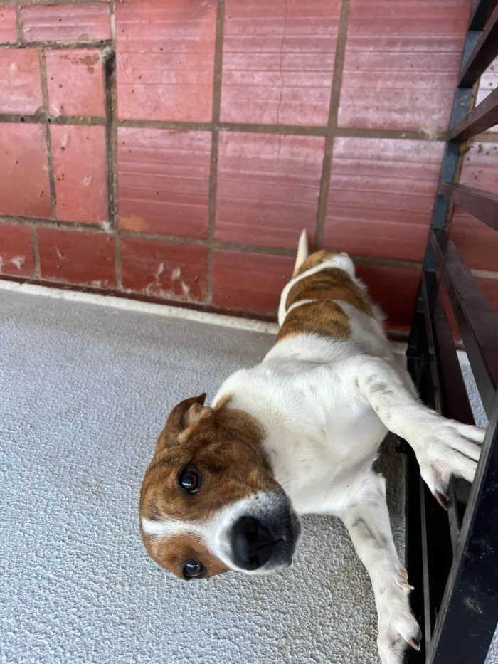 Cachorro ra a SRD-ViraLata idade 7 a 11 meses nome Lola