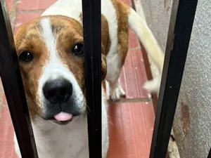 Cachorro raça SRD-ViraLata idade 7 a 11 meses nome Lola