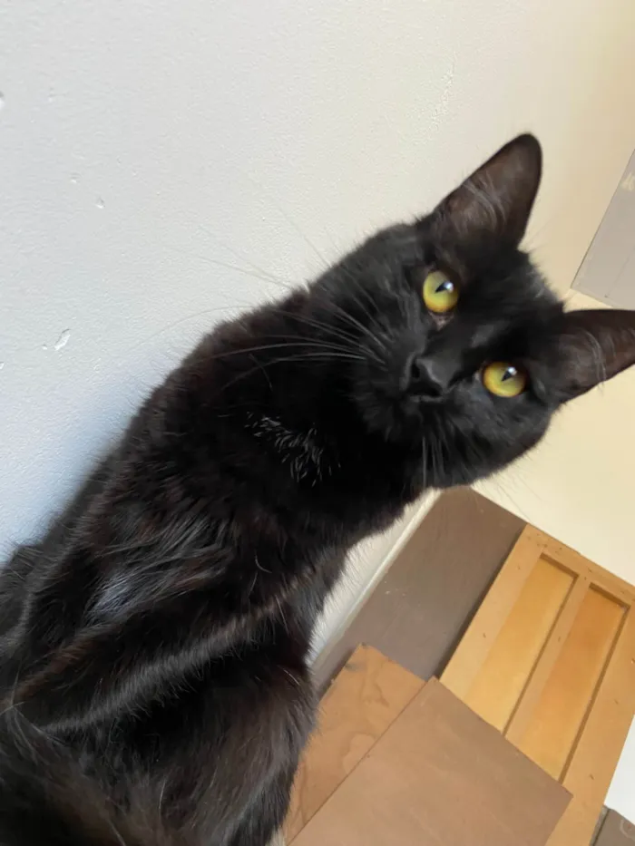 Gato ra a SRD-ViraLata idade 1 ano nome Lua 
