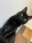 Lua