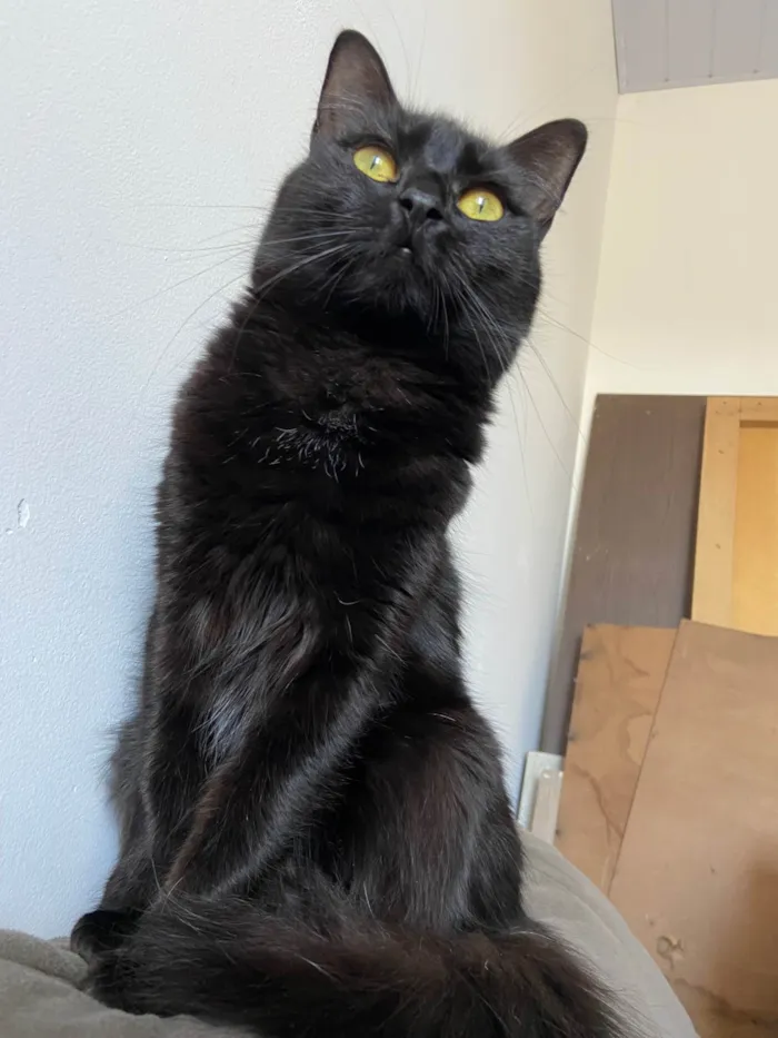 Gato ra a SRD-ViraLata idade 1 ano nome Lua 