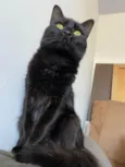 Lua