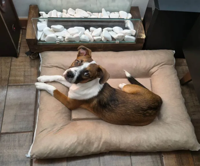 Cachorro ra a SRD-ViraLata idade 2 a 6 meses nome Lulu