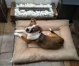 Lulu