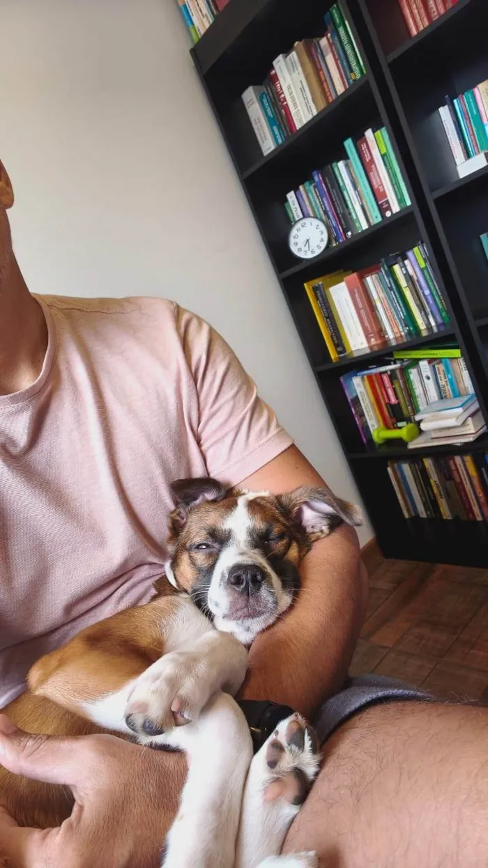 Cachorro ra a SRD-ViraLata idade 2 a 6 meses nome Lulu