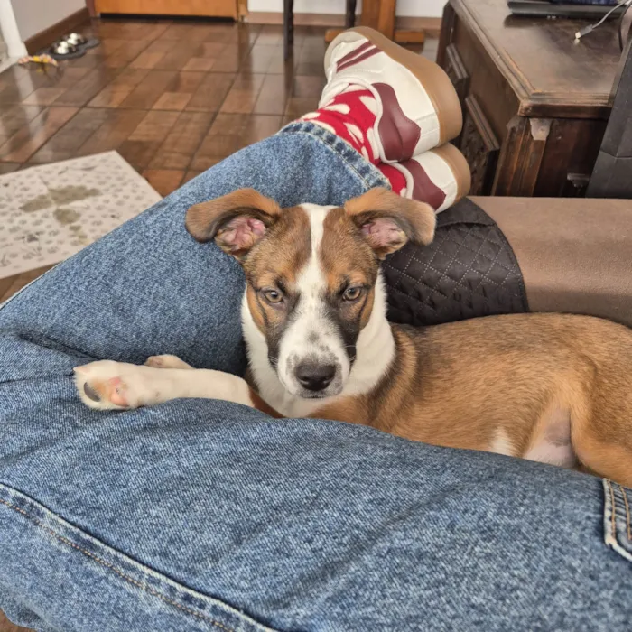 Cachorro ra a SRD-ViraLata idade 2 a 6 meses nome Lulu