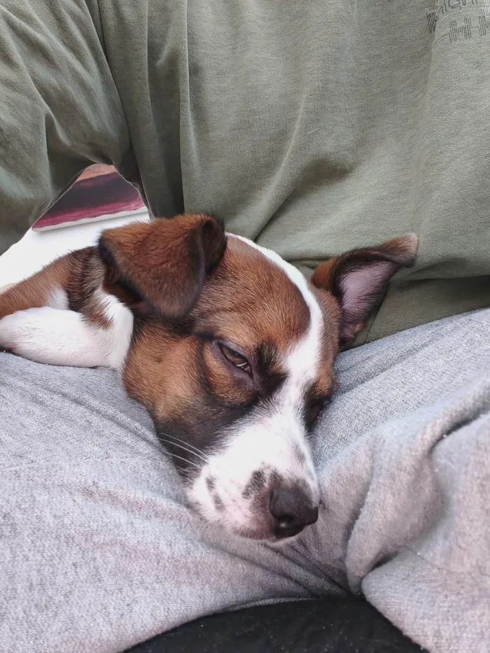 Cachorro ra a SRD-ViraLata idade 2 a 6 meses nome Lulu