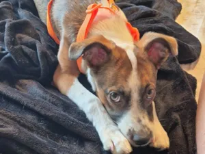 Cachorro raça SRD-ViraLata idade 2 a 6 meses nome Lulu